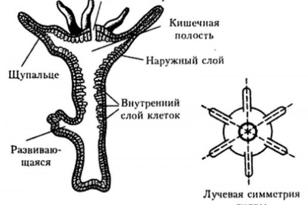 Кракен впн